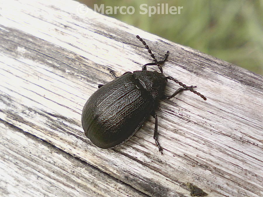 Galeruca tanaceti